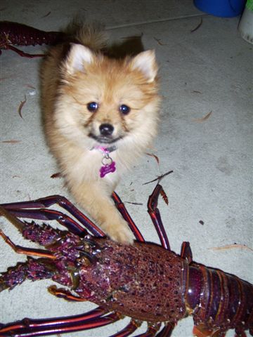 CRAYBAIT
